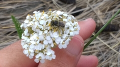 Anthidium