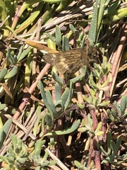 Panoquina errans