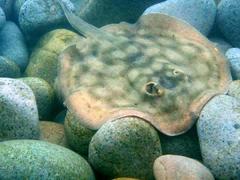 Urobatis concentricus