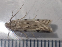 Phycitodes binaevella