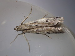 Phycitodes binaevella