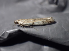 Phycitodes binaevella