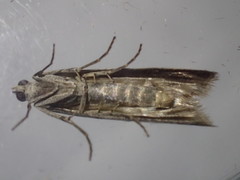 Phycitodes binaevella
