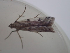 Phycitodes binaevella