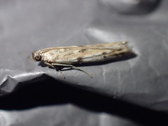 Phycitodes binaevella