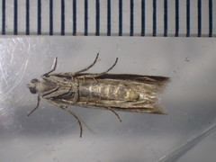 Phycitodes binaevella