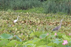 Ardea herodias herodias