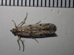 Phycitodes binaevella