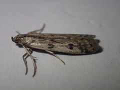 Phycitodes binaevella