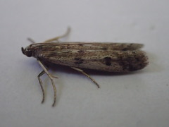 Phycitodes binaevella