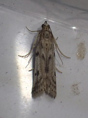 Phycitodes binaevella