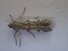 Phycitodes binaevella