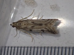 Phycitodes binaevella