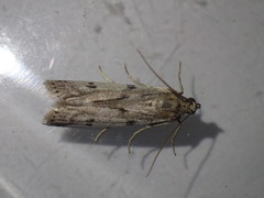 Phycitodes binaevella