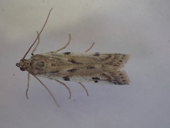 Phycitodes binaevella