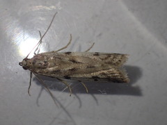 Phycitodes binaevella