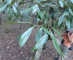 Cartrema americana