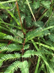 Mimosa hystricina