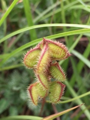 Mimosa hystricina