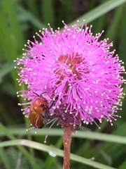 Mimosa hystricina