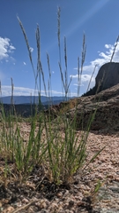 Muhlenbergia montana