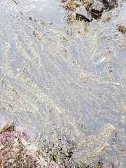 Carpophyllum plumosum