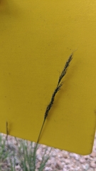 Muhlenbergia montana