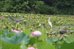 Ardea herodias herodias