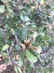 Quercus vacciniifolia