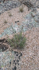 Muhlenbergia montana