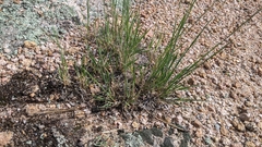 Muhlenbergia montana