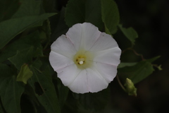 Calystegia sepium sepium