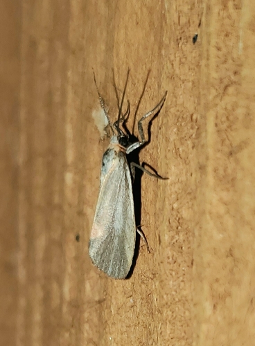 Striated Lichen Moth photo 5