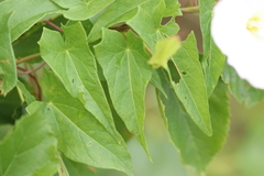 Calystegia sepium sepium