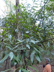Cartrema americana