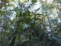 Cartrema americana