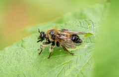 Laphria sacrator