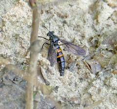 Nemomydas desideratus