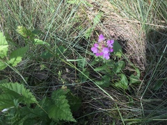 Prunella vulgaris lanceolata