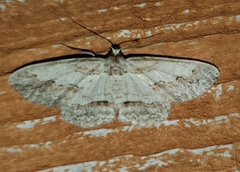 Iridopsis pergracilis