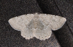 Charissa pullata