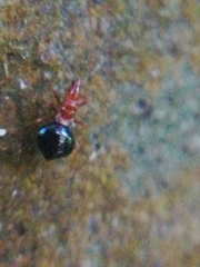 Loricula elegantula
