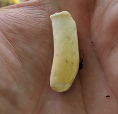 Russula ochroleucoides