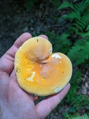 Russula ochroleucoides