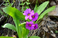 Primula rusbyi
