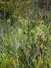 Carex livida