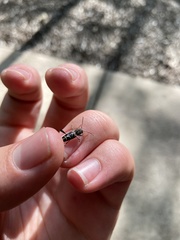 Neoclytus scutellaris