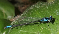 Zoniagrion exclamationis