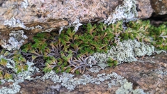 Selaginella underwoodii