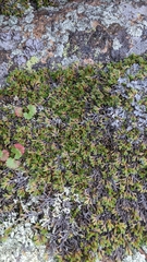 Selaginella underwoodii